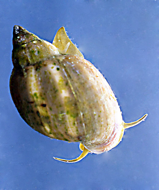 Physa acuta